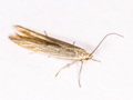 Coleophora lassella